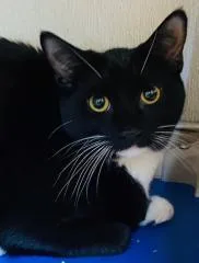 An adult medium-sized female Domestic Short Hair cat named Lilla for adoption in Beacon, NY