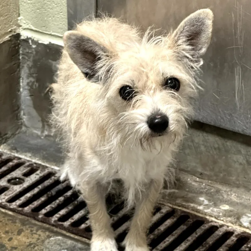 An adult small-sized female White / Cream Terrier dog named Ella for adoption in Upland, CA