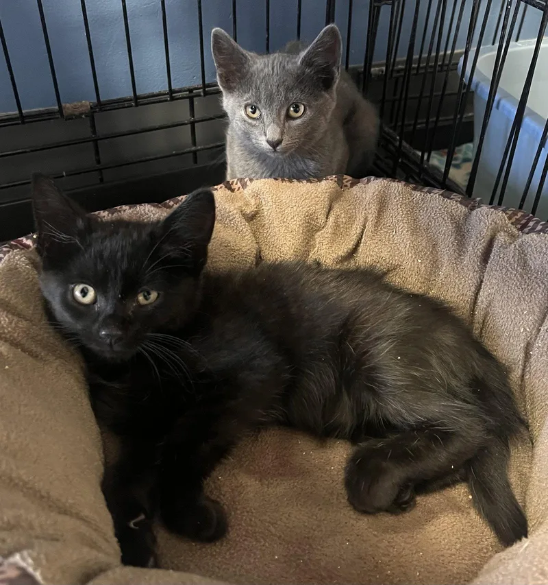 A baby medium-sized male Black Domestic Short Hair cat named Mcguffey for adoption in Georgetown, KY