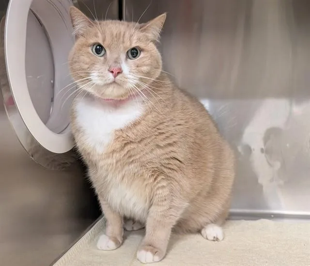 A senior small-sized female Domestic Short Hair cat named Tiffany for adoption in Moreno Valley, CA