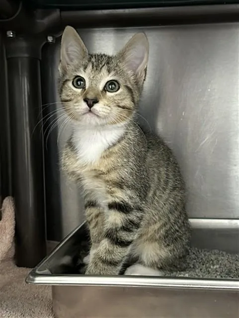 A baby small-sized male Domestic Short Hair cat named Tiger for adoption in Augusta, GA