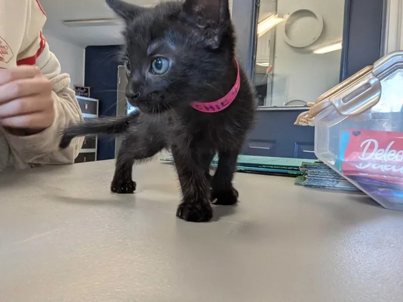 A baby medium-sized female Domestic Short Hair cat named Hopper for adoption in Athens, AL