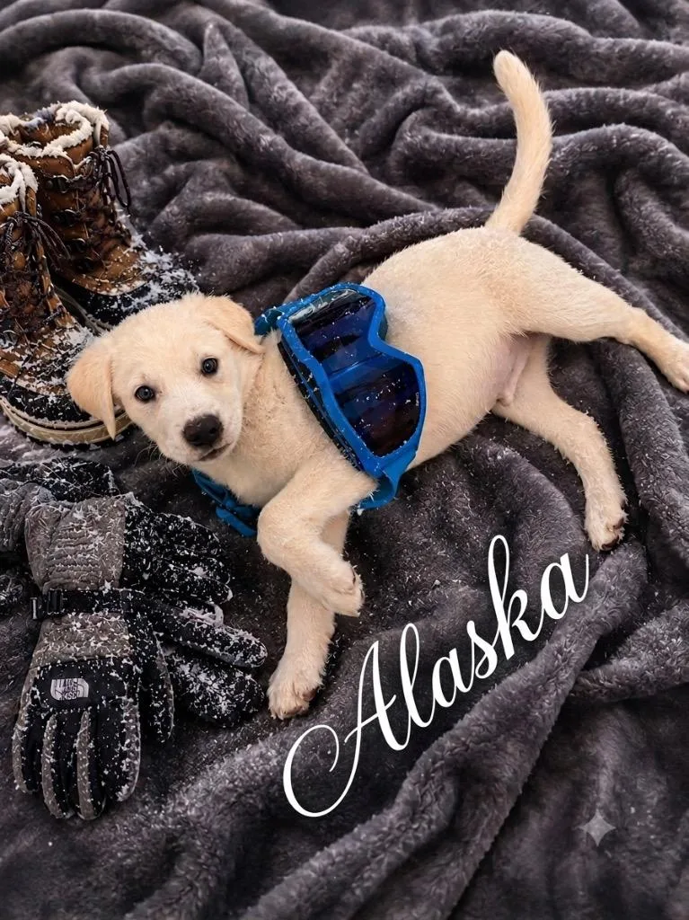 Alaska thumbnail 6