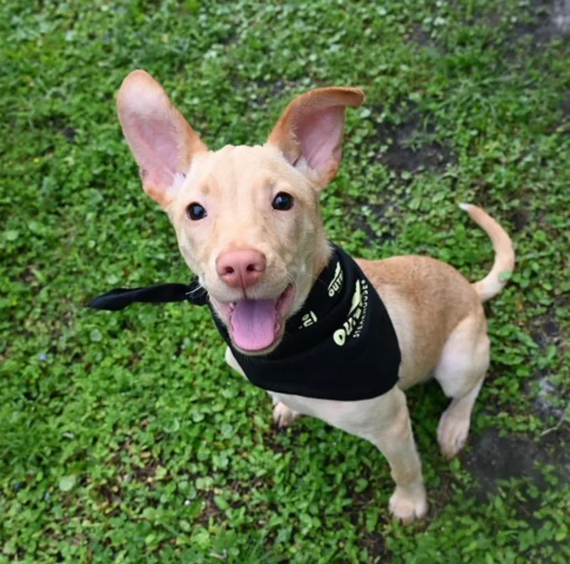 A baby medium-sized male Yellow / Tan / Blond / Fawn Mixed Breed dog named Baby for adoption in Boca Raton, FL