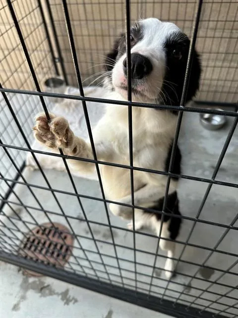 An adult medium-sized female Border Collie dog named Peaches for adoption in San Luis Obispo, CA