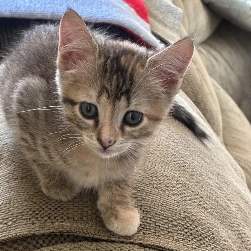 A baby small-sized female Torbie Domestic Short Hair cat named Chanel for adoption in West Jefferson, OH