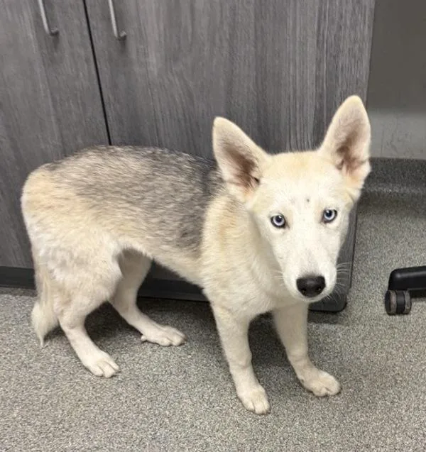 A baby large-sized female Siberian Husky dog named Anna for adoption in Escondido, CA