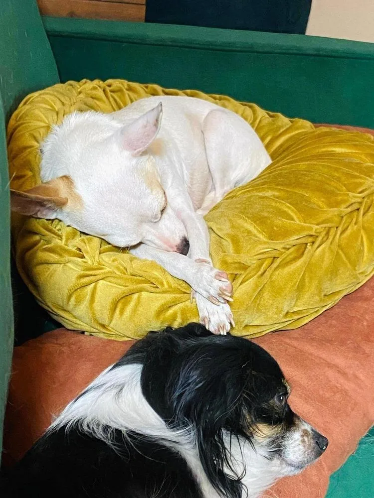 An adult small-sized female White / Cream Chihuahua dog named Aurora for adoption in Claremont, CA