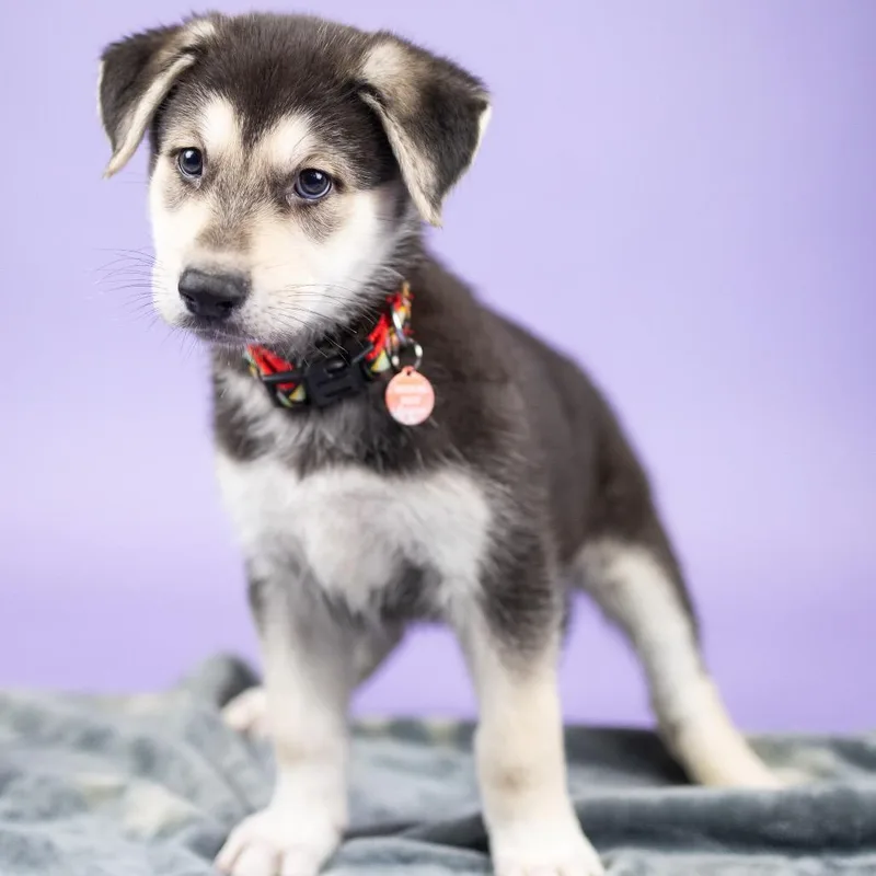 A baby small-sized male White / Cream Mixed Breed dog named Yancy for adoption in Portland, OR