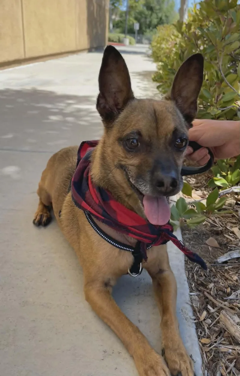 An adult small-sized male Chihuahua dog named Champ for adoption in Anza, CA