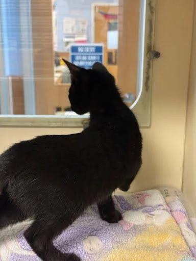 A baby medium-sized male Domestic Short Hair cat named Umpire for adoption in Chamblee, GA