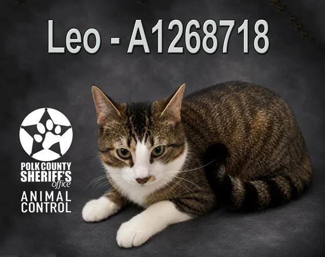 A young small-sized male Domestic Short Hair cat named Leo for adoption in Winter Haven, FL