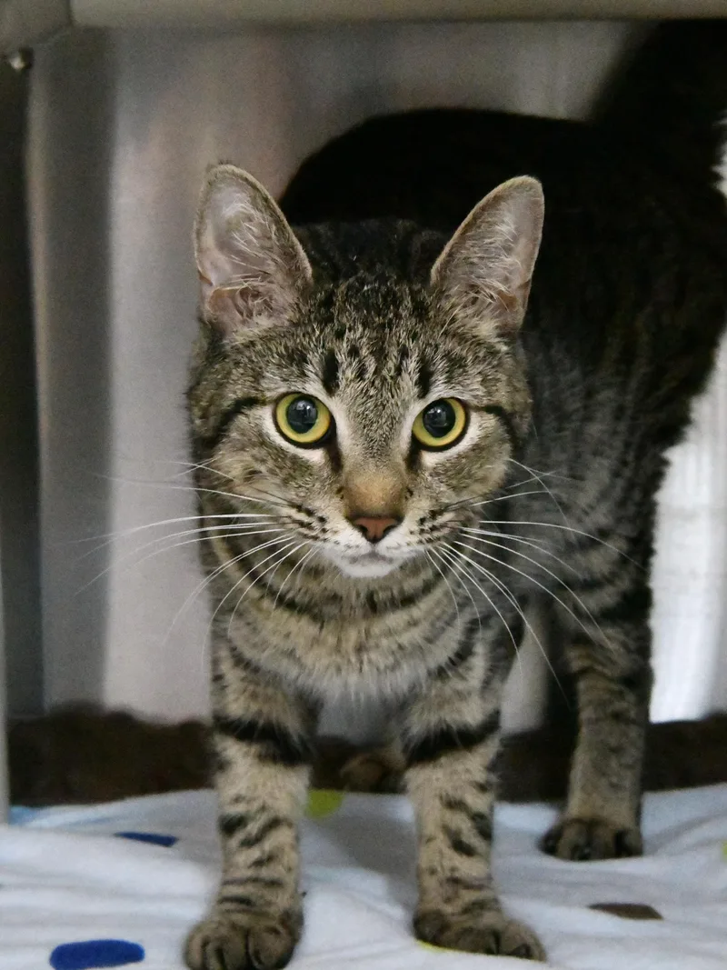 An adult medium-sized female Tabby (Brown / Chocolate) Domestic Short Hair cat named Cheerios for adoption in Fairhope, AL