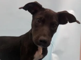 A baby large-sized male Australian Kelpie dog named Silas for adoption in Coon Rapids, MN