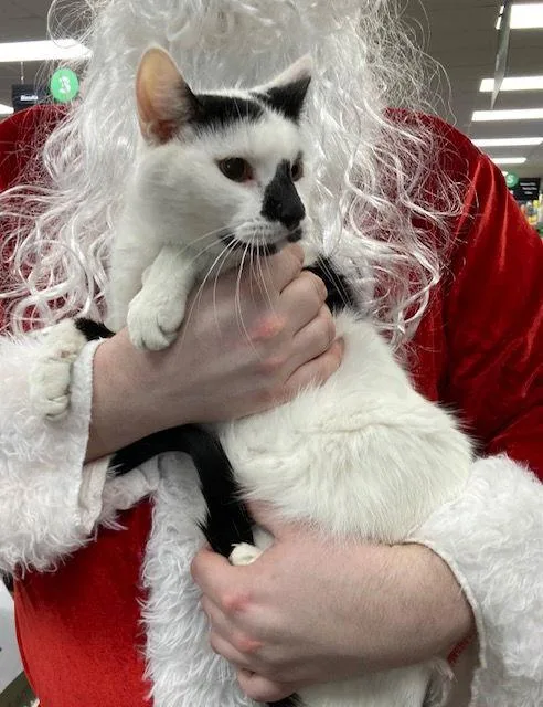 Spot