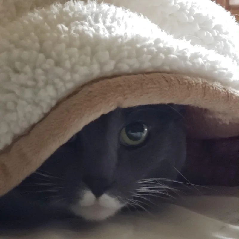 A senior large-sized male Domestic Short Hair cat named Big Boots for adoption in Blaine, MN