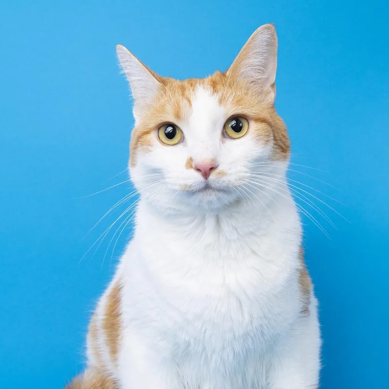 An adult large-sized male Domestic Short Hair cat named Colby Jack for adoption in Franklin, TN