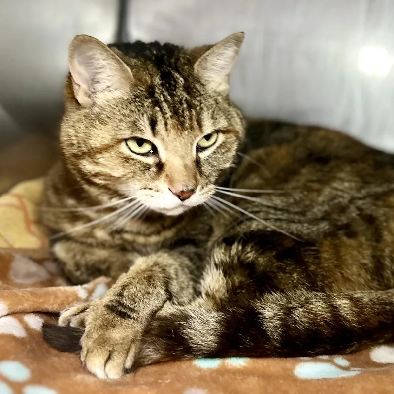 An adult medium-sized female Brown / Chocolate Domestic Short Hair cat named Mina for adoption in Austin, TX