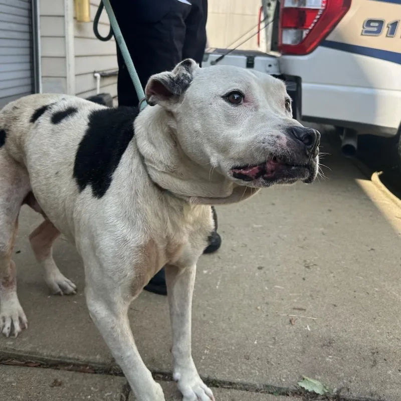 A senior large-sized male White / Cream Pit Bull Terrier dog named John Boy for adoption in Charlottesville, VA
