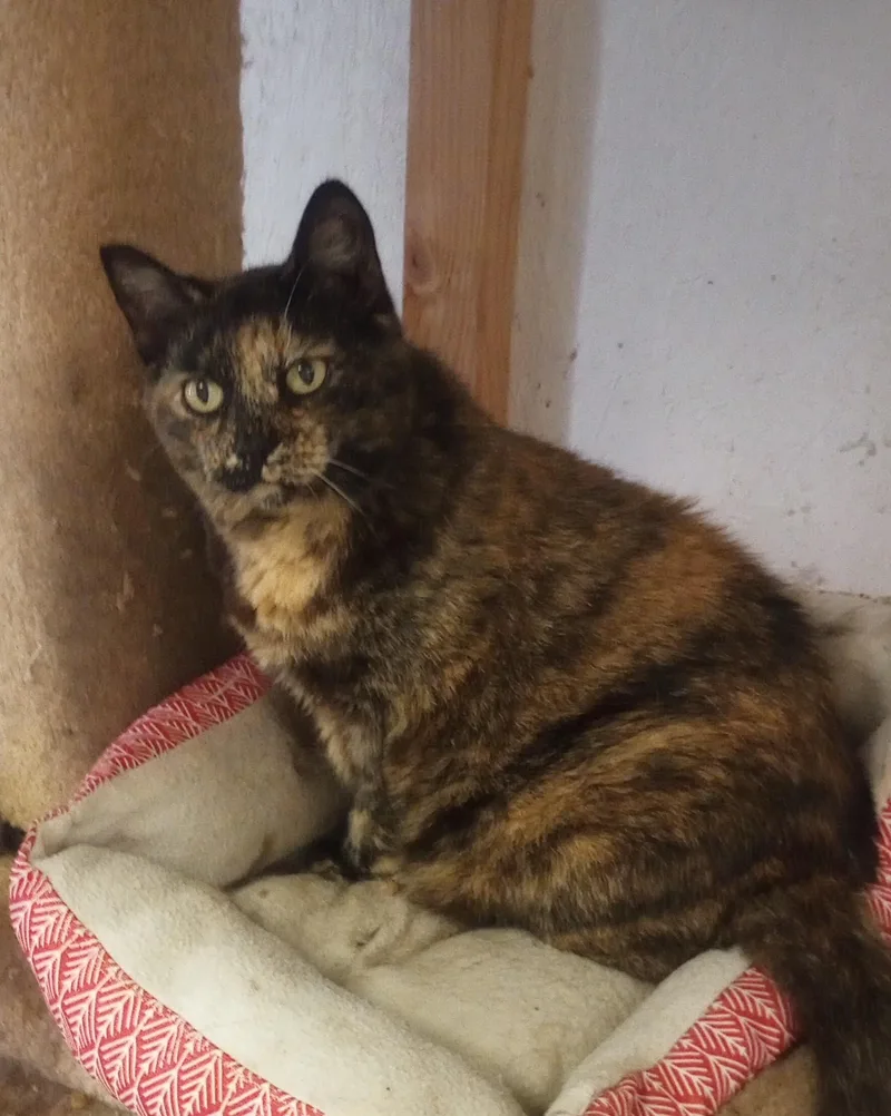 A senior medium-sized female Tortoiseshell Domestic Short Hair cat named Little Girl for adoption in Santa Rosa, CA