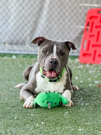 An adult medium-sized male Pit Bull Terrier dog named Air Bud for adoption in Fishers, IN