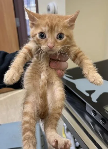 A baby small-sized male Domestic Short Hair cat named Zinc for adoption in West Chester, PA