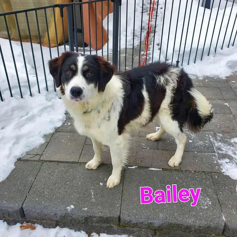 A young medium-sized female Tricolor (Brown, Black, & White) Border Collie dog named Bailey for adoption in Blairstown, NJ