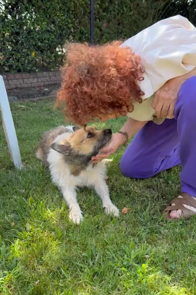 A senior small-sized female Cairn Terrier dog named Emmylou for adoption in LOS ANGELES, CA