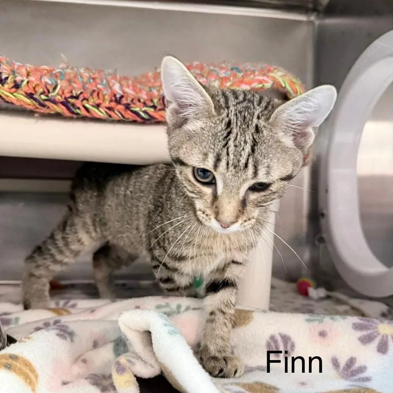 A baby small-sized male Black Domestic Short Hair cat named Finn for adoption in Knoxville, TN