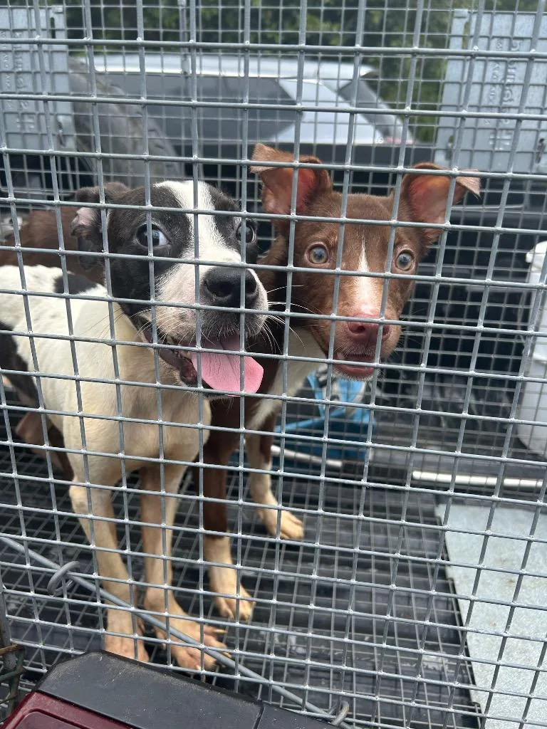 A baby medium-sized male Pit Bull Terrier dog named George for adoption in Gautier, MS