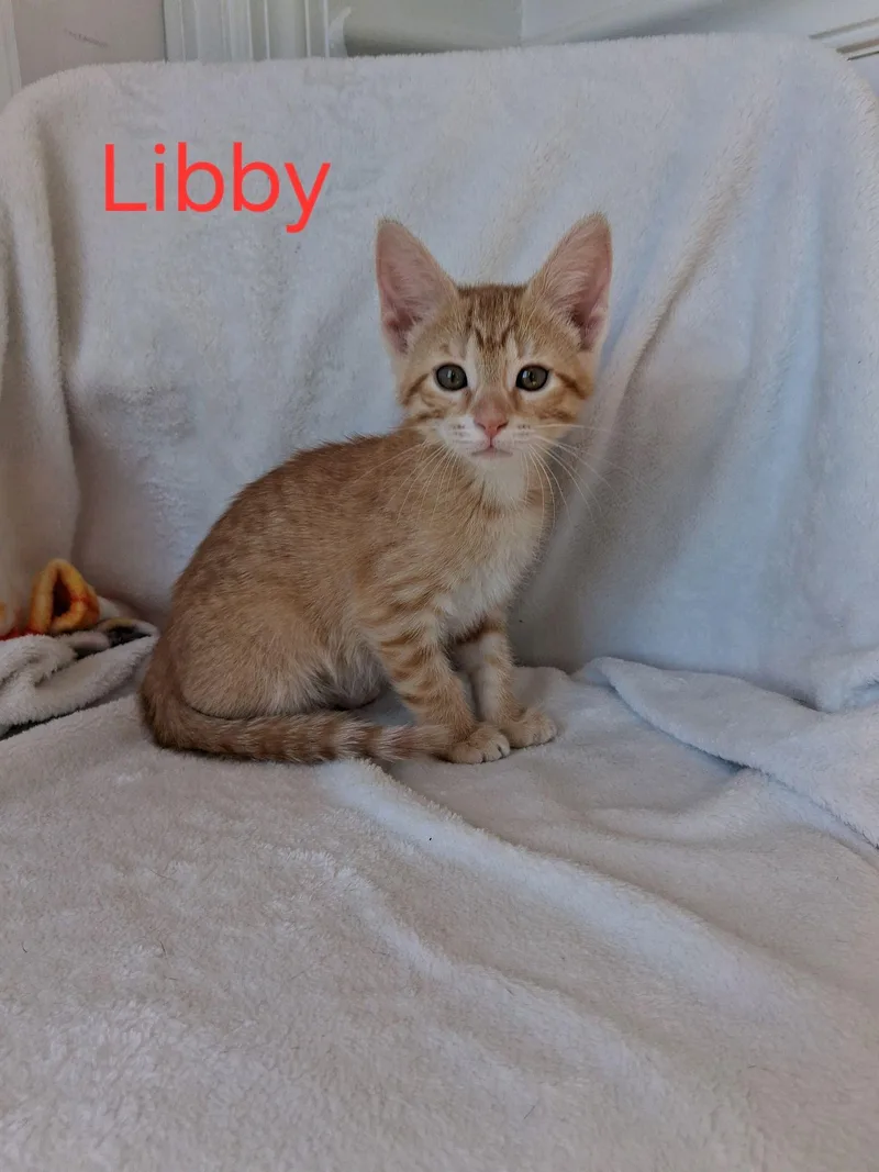 Libby