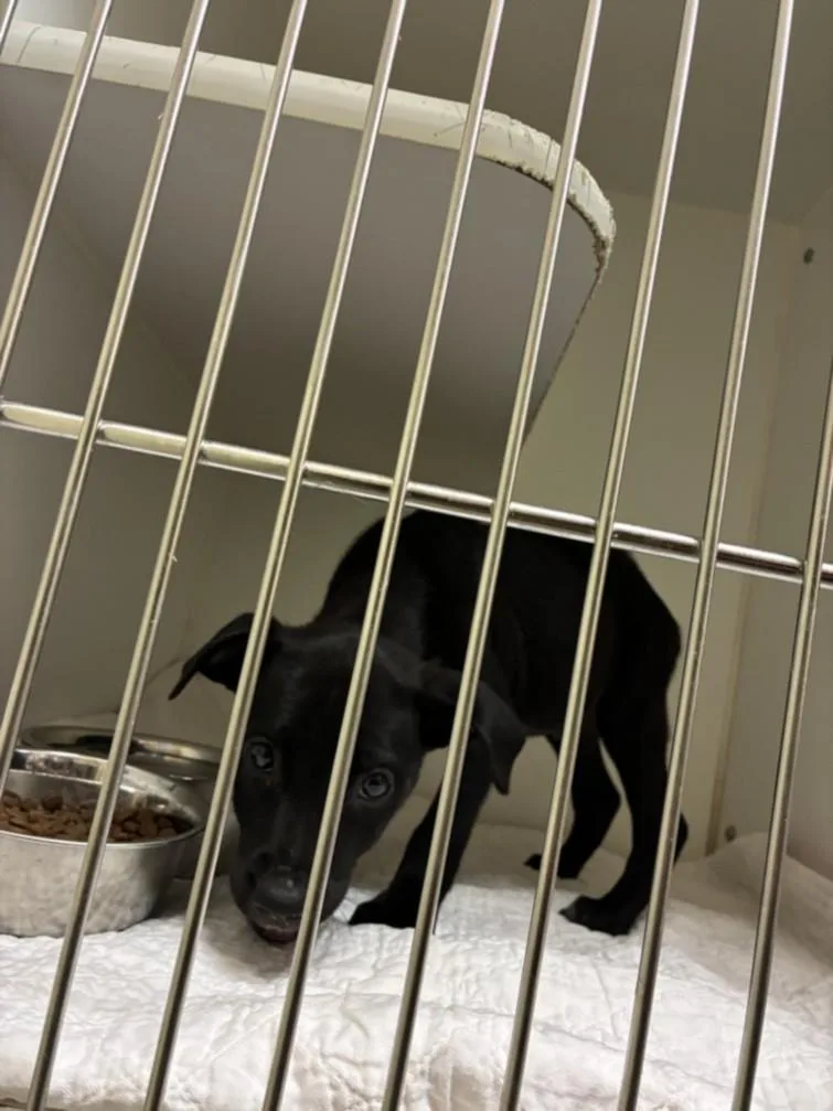 A baby small-sized male Labrador Retriever dog named Milkshake for adoption in Texas City, TX