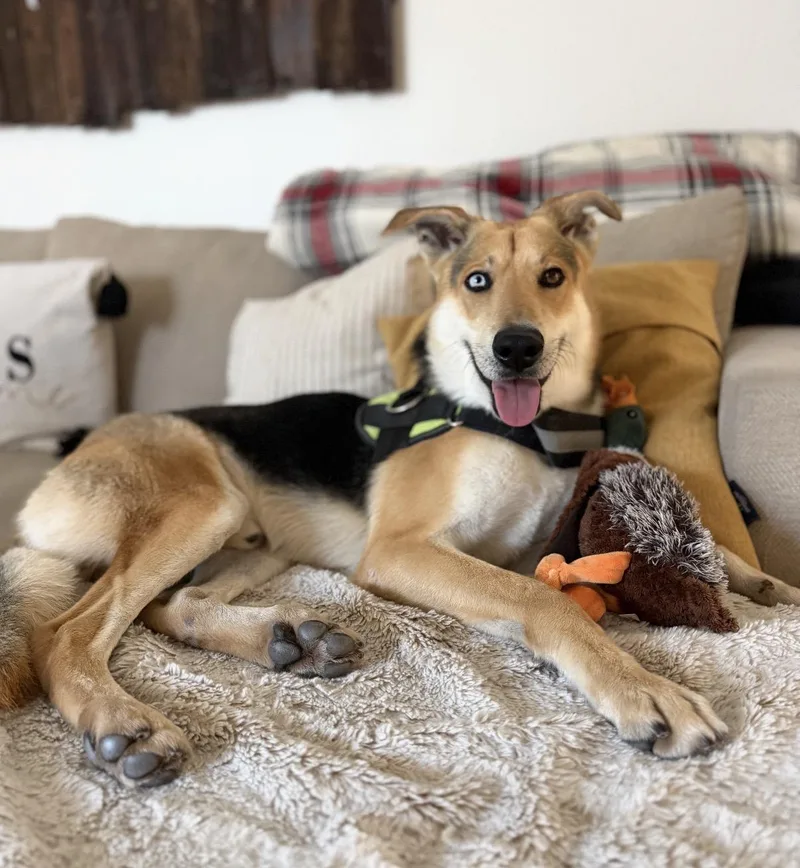 An adult medium-sized male German Shepherd Dog dog named Sebastian for adoption in Tarzana, CA