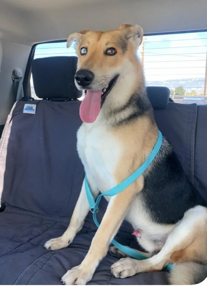 Sebastian thumbnail 4