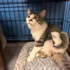 An adult medium-sized female Tabby (Gray / Blue / Silver) Domestic Short Hair cat named Willow for adoption in Louisville, KY