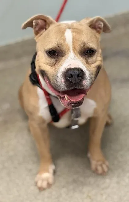 Hawaiian Sweet Roll thumbnail 2