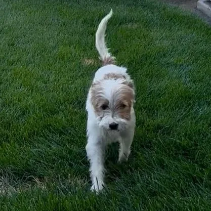 A young small-sized male White / Cream Jack Russell Terrier dog named Monte for adoption in modesto, CA