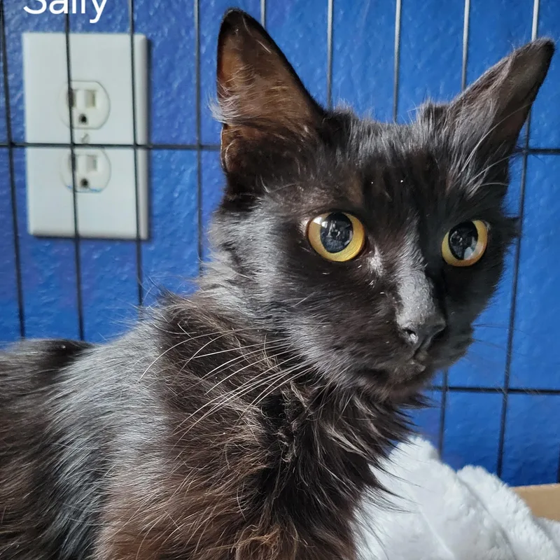 Sally thumbnail 3