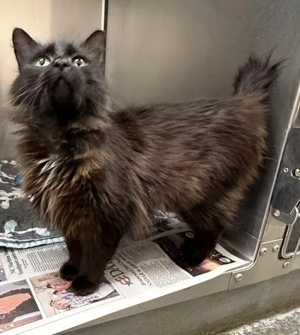 A baby small-sized female Domestic Medium Hair cat named Noir for adoption in Wilkesboro, NC