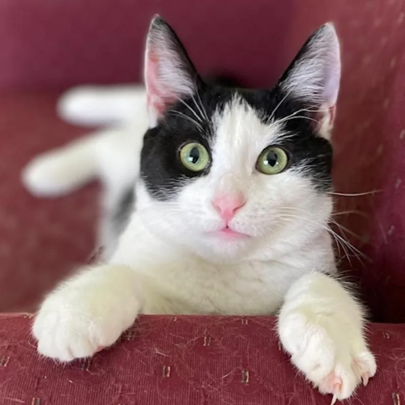 An adult large-sized female Domestic Short Hair cat named Cookie for adoption in Middletown, NY