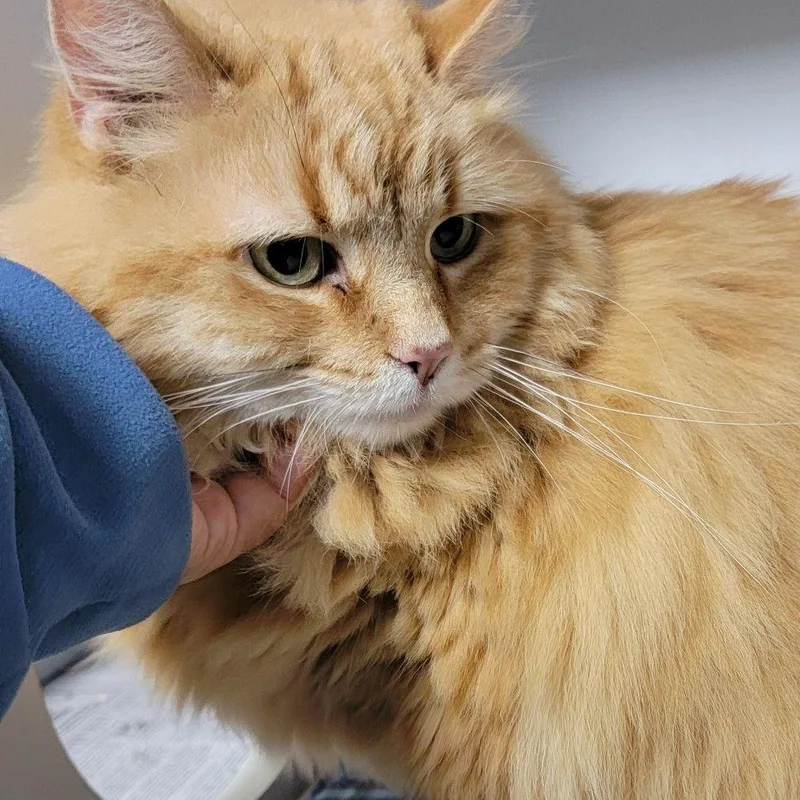 An adult large-sized female Orange / Red Domestic Long Hair cat named Martina for adoption in Newark, DE
