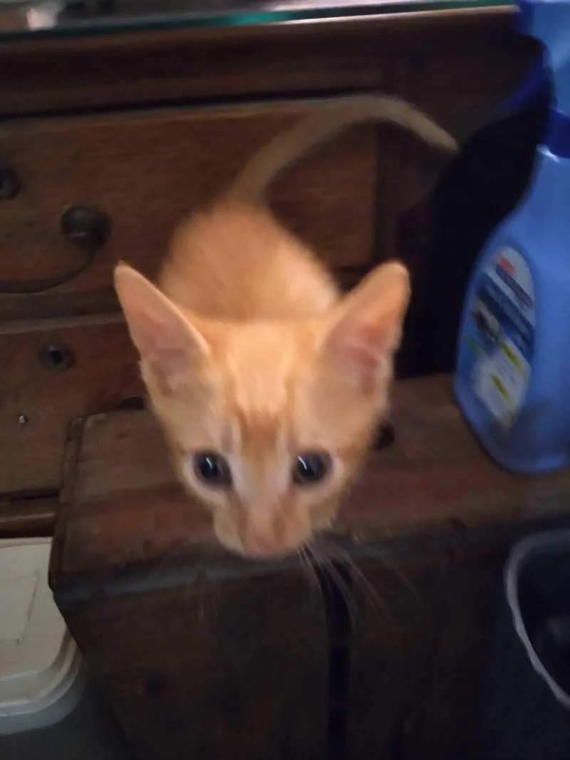 A baby small-sized male Orange / Red Domestic Short Hair cat named Otto for adoption in Alpharetta, GA