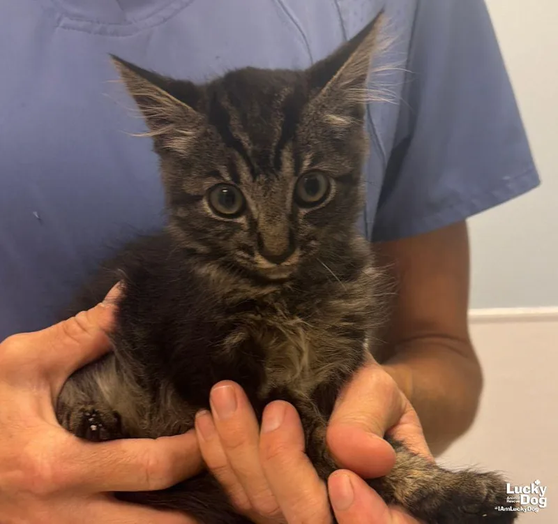 A baby medium-sized male Domestic Medium Hair cat named Lo"ak for adoption in Washington, DC