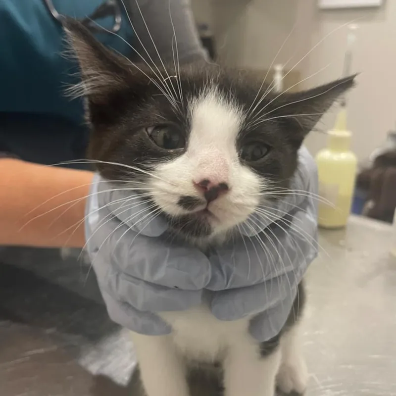 A baby small-sized female White Domestic Short Hair cat named Juliette C for adoption in Princeton, MN