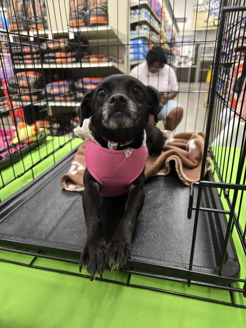 An adult small-sized female Black Chihuahua dog named Odela SLThw for adoption in Missouri City, TX