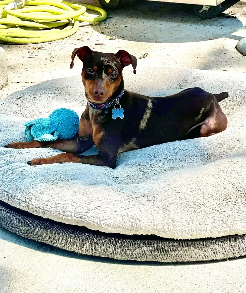 An adult small-sized male Brown / Chocolate Miniature Pinscher dog named Goose for adoption in Grosse Pointe Park, MI