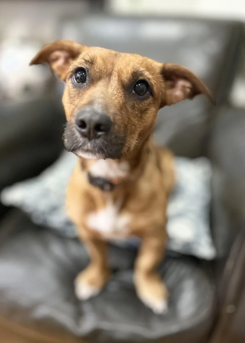A young small-sized female Dachshund dog named Big Red for adoption in Tomkins Cove, NY