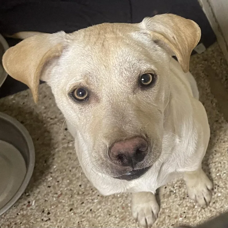 A young medium-sized male White / Cream Labrador Retriever dog named Ben for adoption in Donalsonville, GA