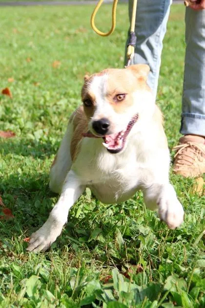 An adult medium-sized male Mixed Breed dog named Kipper for adoption in West Chester, PA