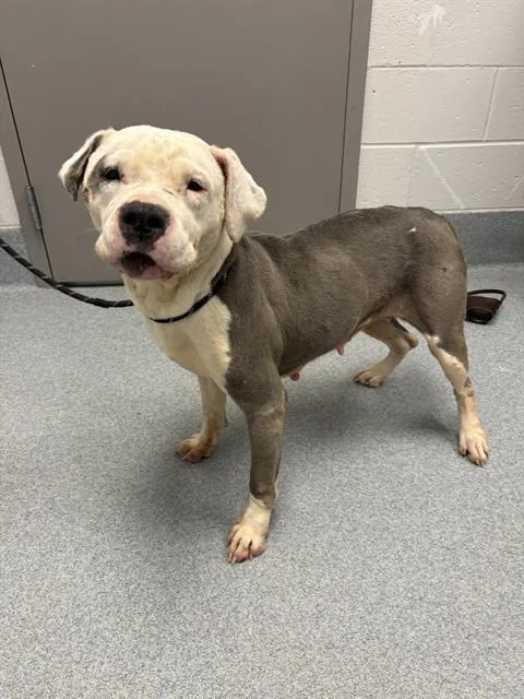 A senior large-sized female Pit Bull Terrier dog named Luna for adoption in Indianapolis, IN